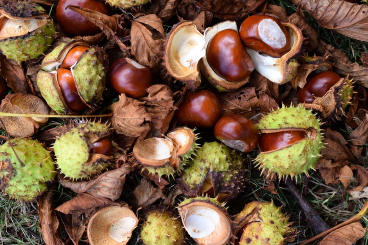 conkers lying on the ground under horse chestnut tree