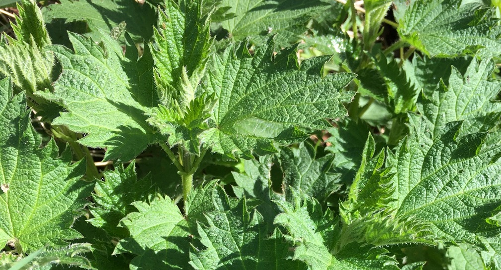 Stinging Nettles growing wild in England